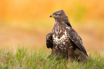 Common buzzard sitting on grassland in spring nature