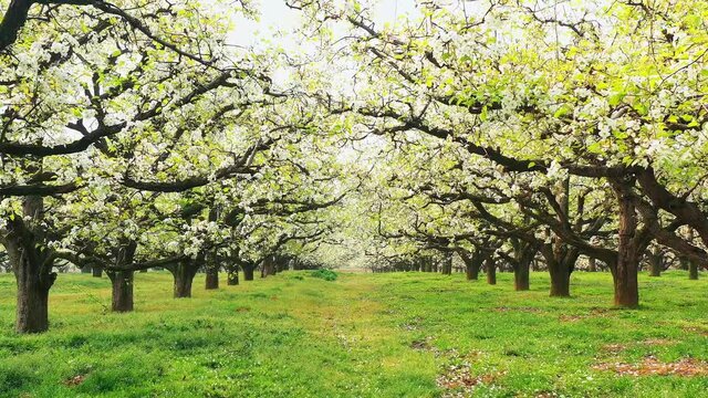Low-angle shot of charming pear garden with white flowers in spring sunlight 