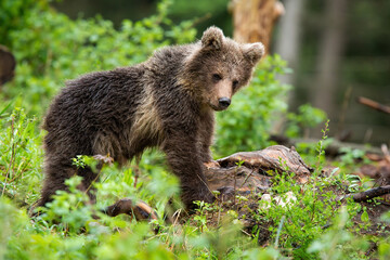 Naklejka na ściany i meble Little brown bear cub observing in forest in summer nature