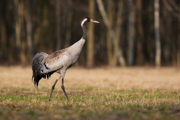 Fototapeta premium Common crane marching on grassland in spring nature