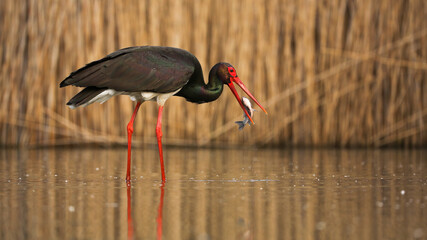 Black stork fishing in wetland with reeds behind in spring