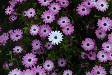 flowers in the garden