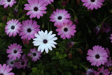 pink and white flowers