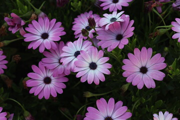 pink and white flowers
