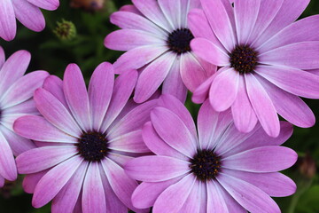 close up of pink flower