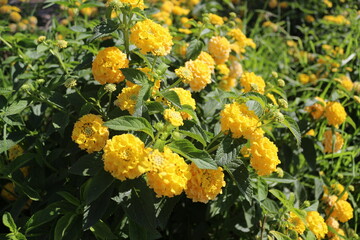yellow flowers