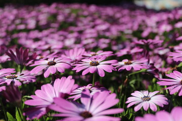 flowers in the garden