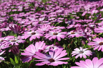 pink flowers in the garden