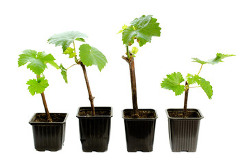 Seedling of grapes with green leaves isolated on white background. Grape seedlings in a black pot isolated on a white background. Seedling of grapes isolated on a white background.