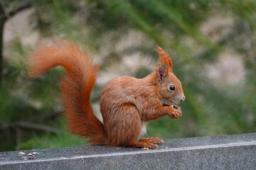 Eichhörnchen frisst auf dem Grabstein