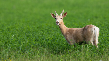 Fototapeta premium White albino fallow deer, dama dama, grazing on the clover meadow with open mouth