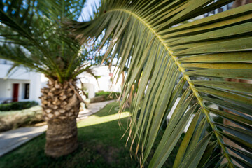 Fototapeta premium Beautiful big palm leaf against tropical garden.