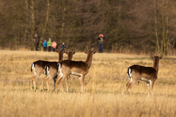 Naklejka na ściany i meble Fallow deer looking to the people in background in spring