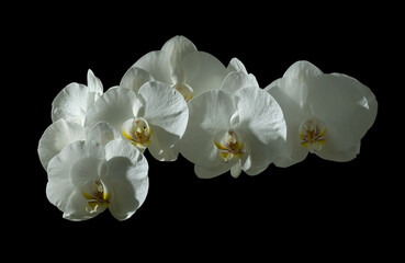 White orchid flowers isolated on black background.