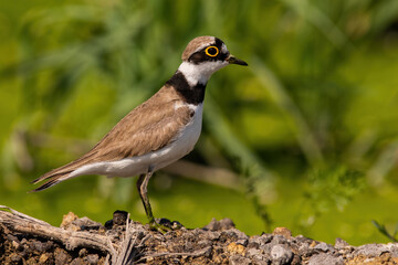 Little ringed plover looking on riverbank in summer