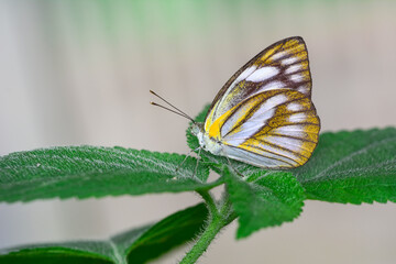 Macro shots, Beautiful nature scene. Closeup beautiful butterfly sitting on the flower in a summer garden.