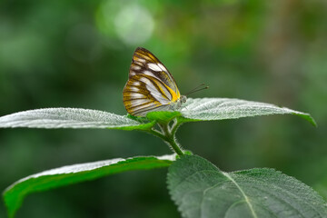 Macro shots, Beautiful nature scene. Closeup beautiful butterfly sitting on the flower in a summer garden.