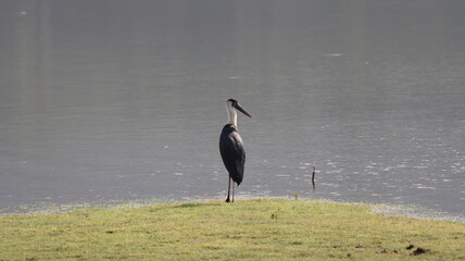 Wolly necked stork beside water