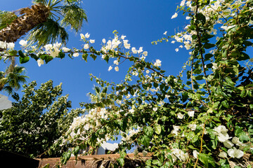 Fototapeta premium Luxury landscape design of the tropical summer garden
