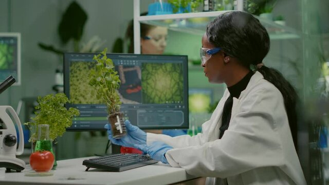 African woman researcher analyzing gmo of tomato and sapling working in biological laboratory. Biochemist scientist examining organic plants typing expertise information on computer