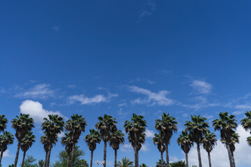 Fototapeta premium Zona verde en jerez de la frontera con cielo azul despjeado y nubes