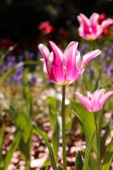 Obraz na płótnie Canvas チューリップ 春 ピンク 白い 花畑 美しい 綺麗 かわいい 鮮やか 落ち着いた 花びら