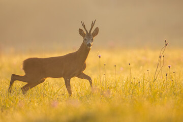Roe deer buck looking to the camera on grass in morning light