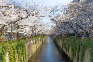 Fototapeta na wymiar Cherry blossom in Tokyo