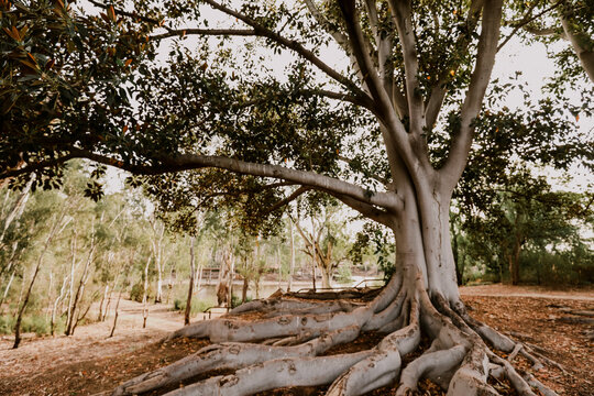 Beautiful majestic fig trees with sunburst at Moama, NSW Australia