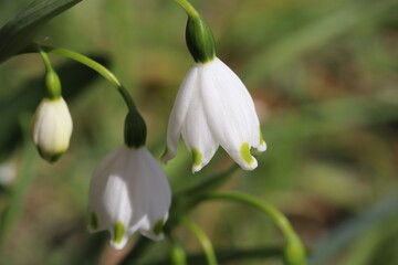 早春の庭に咲くスノーフレークの白い花