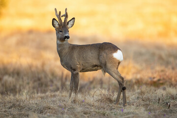 Roe deer with velvet antlers standing on field in spring