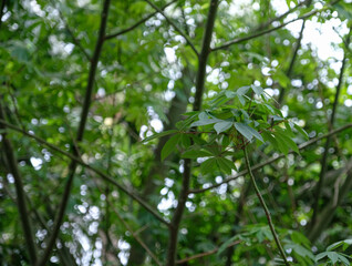 Nature view of green leaf on blurred greenery background