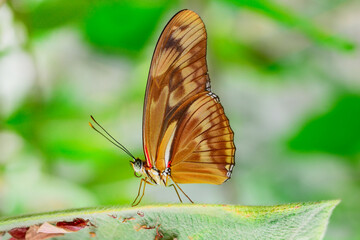 Macro shots, Beautiful nature scene. Closeup beautiful butterfly sitting on the flower in a summer garden.