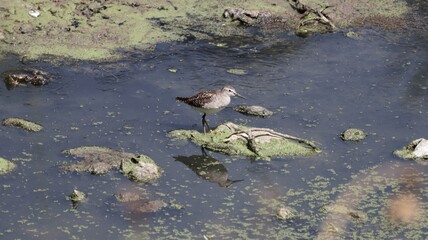 Wood sandpiper in the lake