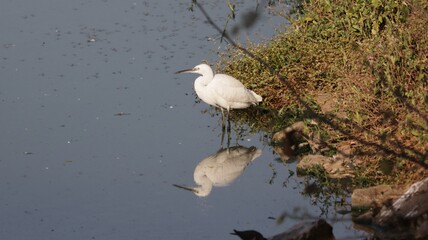 Reflection of little egret beside the water