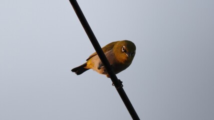 Indian white eye perched on a wire