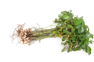 Groundnut plants isolated on white background.