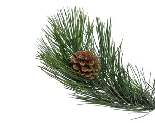 Austrian pine or black pine (Pinus nigra) branch with cone isolated on white background