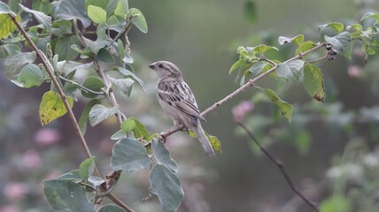 Female house sparrow on a plant
