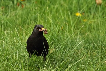 The common blackbird (Turdus merula) male in the green grass with worms in his beak.