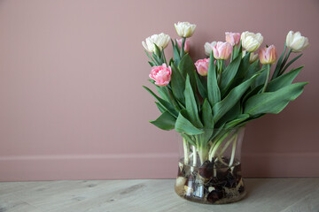 Bouquet of pink white tulips with bulbs (roots) in a wide transparent vase on a wooden floor
