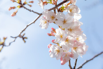 Cherry blossom in Tokyo