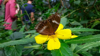 Various butterflies feed in the Butterfly House