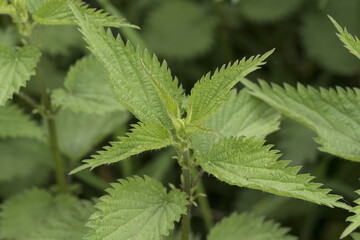 Urtica sp nettles stinging plant with sharp acid-filled spines of deep green color with ribs serrated edge of the leaf on deep green background