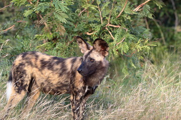 Wild dog