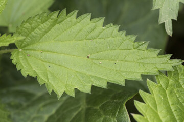 Urtica sp nettles stinging plant with sharp acid-filled spines of deep green color with ribs serrated edge of the leaf on deep green background