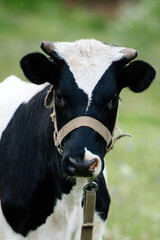 Cow (white) in the field (farm). Closeup