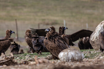 Cinereous Vulture, (Aegypius monachus) in a group natural habitat. Wild life.