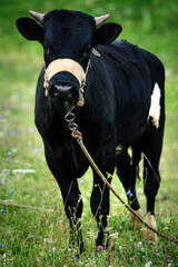 Cow (black) in the field (farm). Closeup
