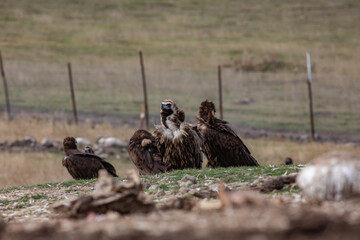 Cinereous Vulture, (Aegypius monachus) in its natural habitat. Wildlife.